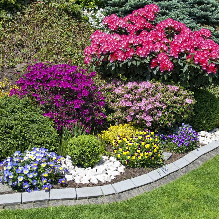 flowers blooming in landscaping